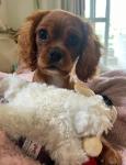 Cavalier King Charles Spaniel - photo 3 / 6