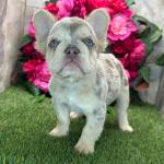 French bulldog puppies for sale - Businesses for Sale listing in Bloomington