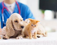 Animal Breeding Services in Sacramento for Pet Owners - Routine Checkups listing in Sacramento