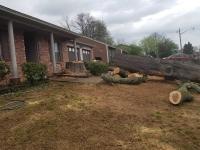Francisco's Tree Services - photo 6 / 6