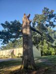 Francisco's Tree Services - photo 4 / 6