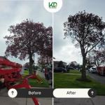 Top Rated Tree Removal Albany NY | KD Tree Service Albany NY - photo 3 / 3
