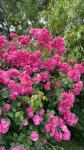 I am a passionate garden designer who loves transforming outdoor space - General listing in Bloomington