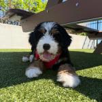 Micro Bernedoodle - photo 4 / 6