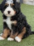 Micro Bernedoodle - photo 5 / 6