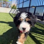 Micro Bernedoodle - photo 2 / 6
