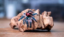 brazilian jewel tarantula for sale - General listing in Denver