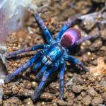 Polychromatic Earth Tiger Tarantula for sale - General listing in Plainfield