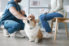 Keep Pets Healthy with Regular Pet Routine Exams - Routine Checkups listing in Sacramento