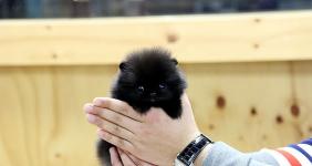 Beautiful Pomeranian Puppies - General listing in Los Angeles