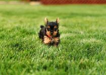 Lovely Tea Cup Yorkshire Terrier Puppies For Rehoming - Pets Sitting listing in Austin