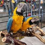 Blue and Gold Macaw parrots - Pets Sitting listing in Castle Rock