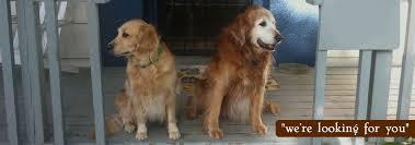 Animal Day Care Powell-Gilhurst - Dog Sitting listing in Portland