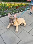 French Bulldog Puppies for Sale 🐾 - Group & Individual Walks listing in Austin