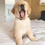 🐾 Labrador Retriever Puppies for Sale 🐾 - photo 4 / 4
