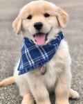 🐾 Labrador Retriever Puppies for Sale 🐾 - photo 2 / 4
