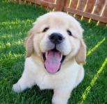 🐾 Labrador Retriever Puppies for Sale 🐾 - photo 3 / 4