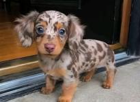 Miniature Dachshund  Dapple Puppies - General listing in Los Angeles