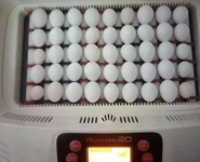 Buy Fertilized Parrots Eggs For Sale - General listing in Miami