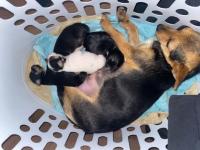 Adorable Chihuahua Puppies - photo 2 / 4
