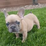 10-week-old French Bulldog for sale - General listing in Montgomery