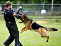 Dog Bite Safety Training for Technicians & Veterinary Staff - Emergency Care listing in New Rochelle