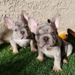 Sweet 10 weeks old French Bulldog puppy looking for a new home - General listing in Columbus