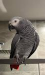 Meet Our Beautiful African Greys - Pets Sitting listing in Anchorage