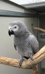 Meet Our Beautiful African Greys - photo 2 / 2