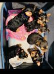 I have Yorkie puppies available for FREE looking for a good home - Pets Sitting listing in Los Angeles