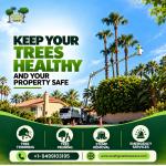 South Green Tree Care Inc. | Tree Removal, Trimming & Stump Grinding - Tree Trimming listing in Santa Maria