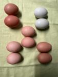 Farm fresh eggs! - photo 2 / 5