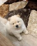 Gorgeous 13-week-old Chow Chow puppy - General listing in Gaithersburg