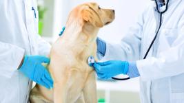 Geriatric Pet Care: Helping Senior Pets Age Happily & Healthily! - Routine Checkups listing in Santa Rosa